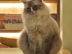 -滚猫咖啡·猫咖·猫友好撸猫(未来城店)