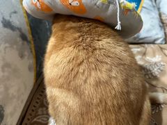 -顺强宠物诊所·狂犬免疫·夜诊·骨科(嘉定店)