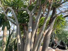 -北京植物园-展览温室