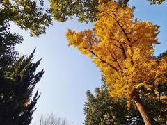 -苏州文庙(姑苏区)