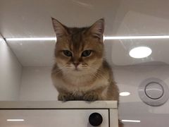 -三花喵·撸猫购宠·宠物生活馆(虹桥南丰城店)