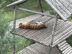 -青藏高原野生动物园