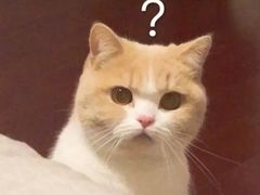 -CoCo都可(太平桥百盛店)