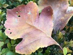 -龙口南山旅游景区
