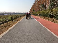 -上海长兴岛郊野公园