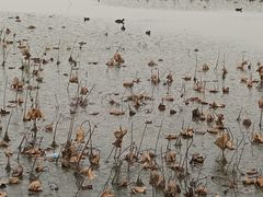 -天津东丽湖风景区