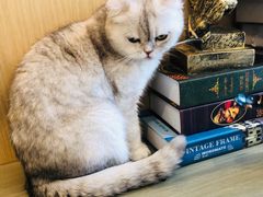-飞行喵MR PILOT|猫舍·猫咖(静安大融城店)