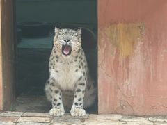 -青藏高原野生动物园