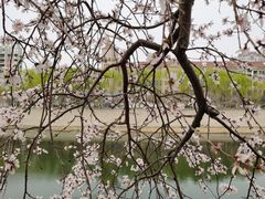 -桃花堤公园