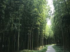 -黄海国家森林公园