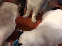 -猫小院猫主题咖啡厅(北锣店)