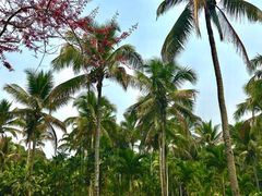 -中国科学院西双版纳热带植物园