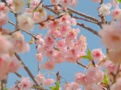 -天适樱花悠乐园