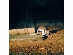 -清迈夜间动物园