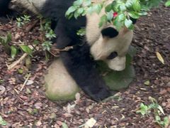 -都江堰中华大熊猫苑