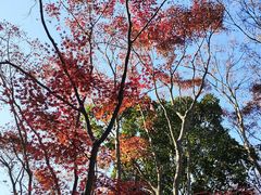-秋霞圃