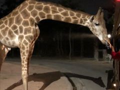 -清迈夜间动物园