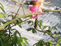 -深圳仙湖植物园