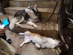 大堂-more than meow吴止猫主题餐厅(承德 中船汇店)