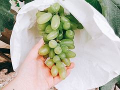 -马陆小张葡萄园农家乐