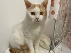 -芭比堂宠物医院·全科爱猫医院·仁德分院