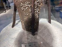 -上海昆虫博物馆