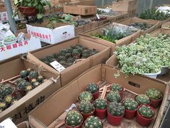 -龙大花卉苗木市场