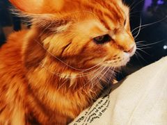 -藏猫猫咖啡主题馆(中央大道店)