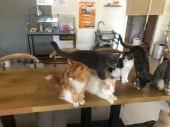 -平行世界·猫咖(首经贸店)