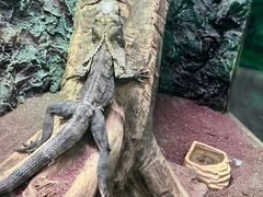 -广州长隆飞鸟乐园