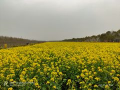 -庄行菜花景区
