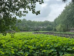 -合肥滨湖国家森林公园