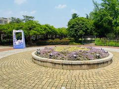 -嘉定紫藤园