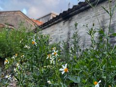 -台山美食一绝阿四台山黄鳝饭(阿四创作店)