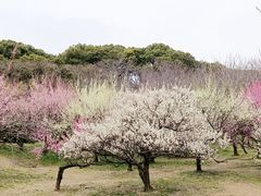 -苏州上方山国家森林公园