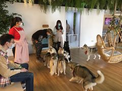 -Husky Go! 哈士奇体验馆·宠物咖啡厅狗咖