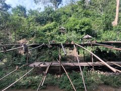-西双版纳原始森林公园
