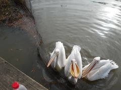 -宁波杭州湾国家湿地公园