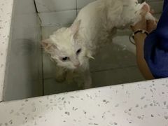 -佳雯宠物医院(金华南路分院)