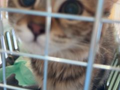 -博特宠物医院24h犬猫全科.骨科·异宠