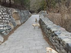 -北京凤凰岭