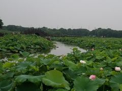 -荷塘月色湿地公园·向阳花洲