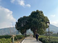 -白茶原·一片叶子
