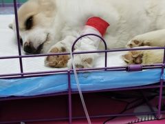 -欧奕国际动物医院