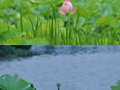 -和顺古镇