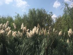 -贵阳市花溪国家城市湿地公园