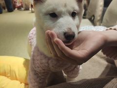-逗柴咖啡屋·狗咖猫咖宠物桌游