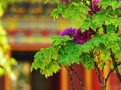 -故宫博物院(故宫)