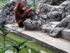 -贵州森林野生动物园