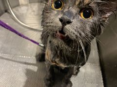 -PETKIT 小佩宠物·低压洗护·美容·寄养(安远店)